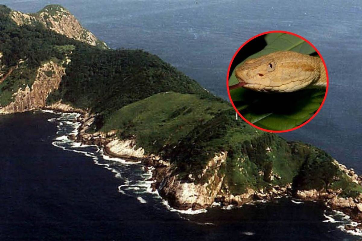 Jezivi otok zmija: Na njemu živi vrsta čiji otrov otapa ljudsko meso i zabranjen je za posjet | 24sata