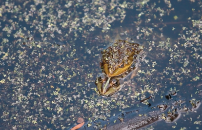 Žabe rade na natalitetu: U bari  u Turopolju se sočno ljubakale