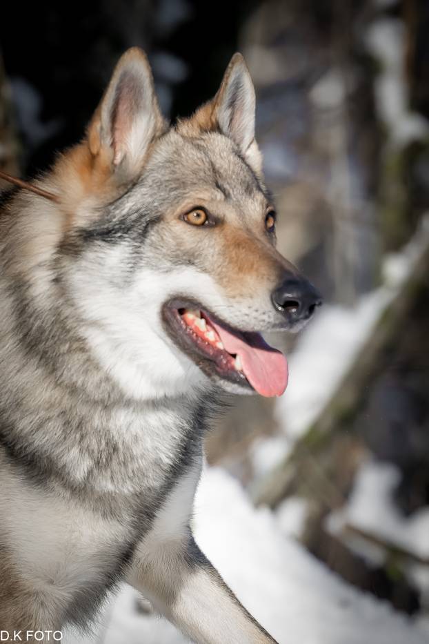 GALERIJA Nastali su od vukova, rođaci su Nazgula s Olimpijskih igara i žive kraj Velike Gorice!