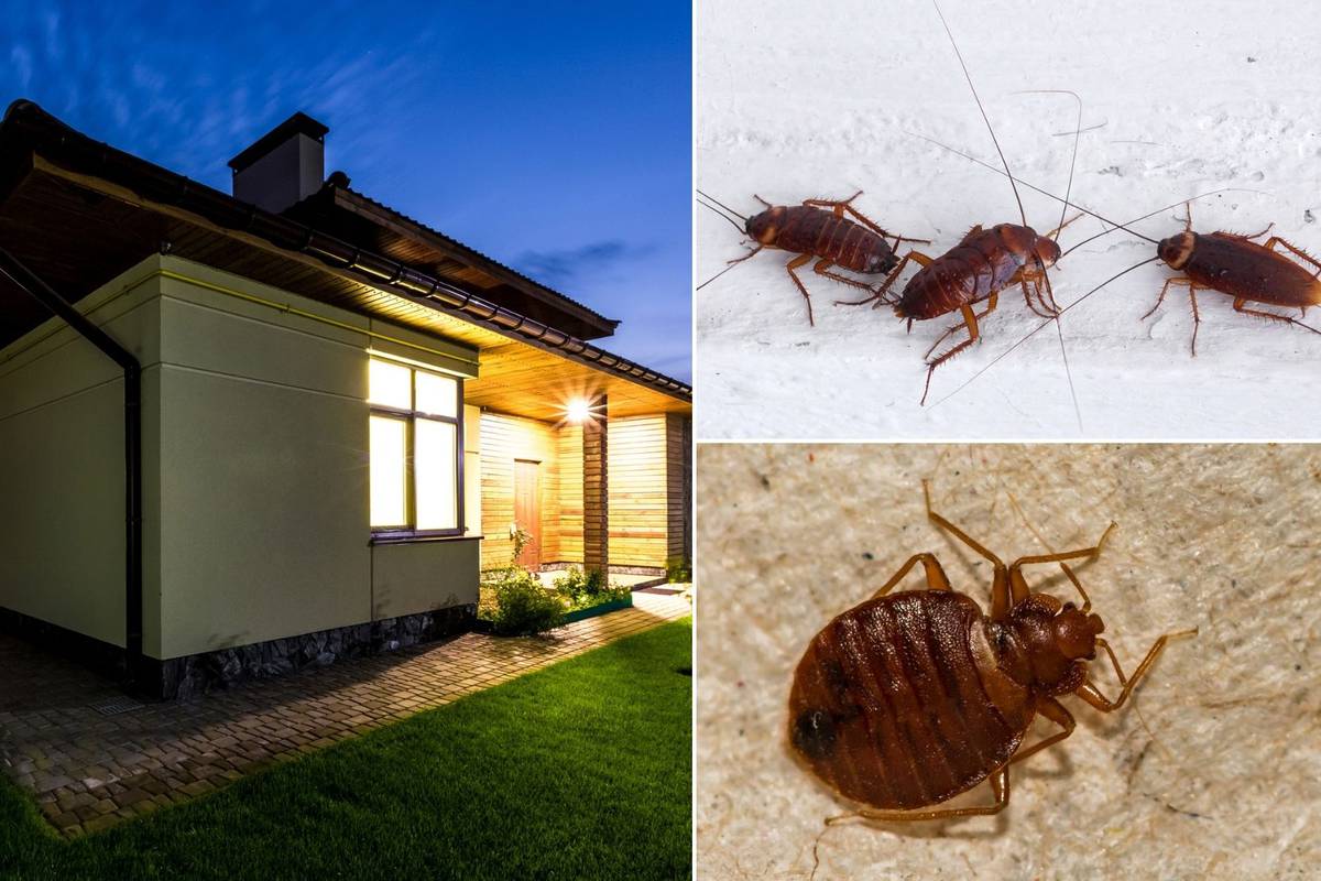 Kućni insekti: Što ih najviše u kući privlači i kako ih se riješiti?