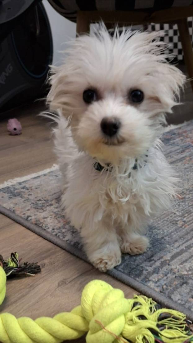 SUPER FOTKE vaših ljubimaca! Neki bi mogli biti viralni hit, ali svi su jednostavno neodoljivi