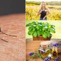 Kreće sezona 'krvopija': Recepti i top biljke koje tjeraju komarce