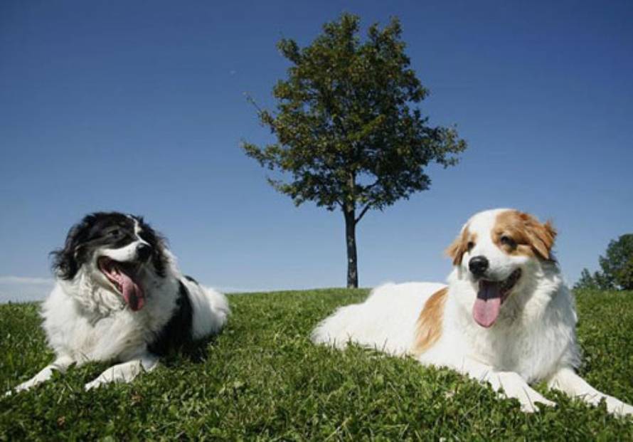 Hrvatski kinološki savez