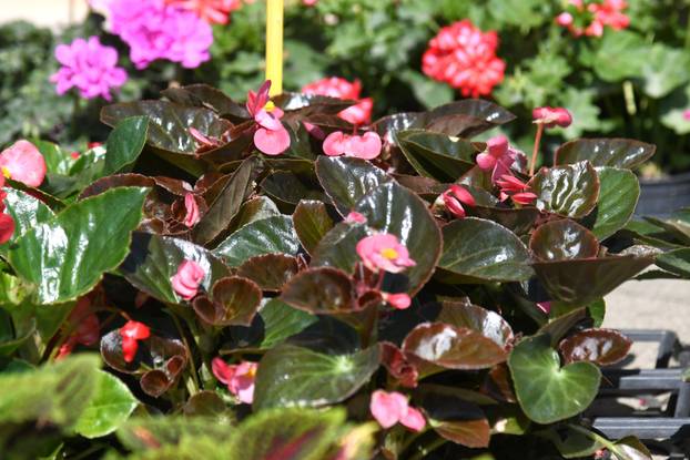 Obilježavanje Dana grada Križevaca uljepšano je cvjetnom manifestacijom "Križevci u cvijeću"