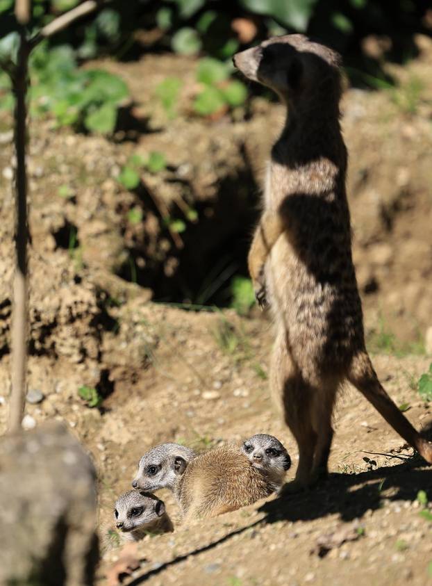 Zagreb: Tri mladunca merkata novi su stanovnici Zoološkog vrta