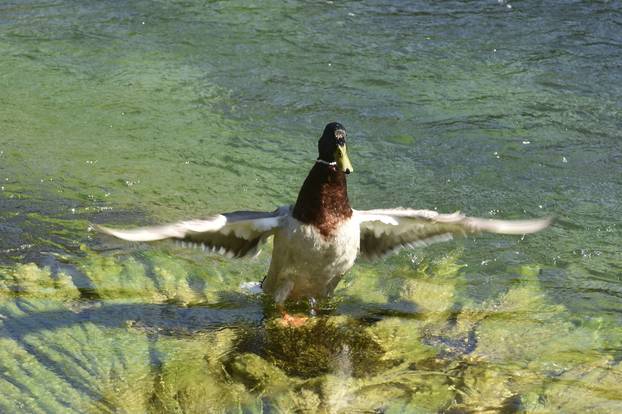 Skradin: Građani uživaju u Nacionalnom parku Krka
