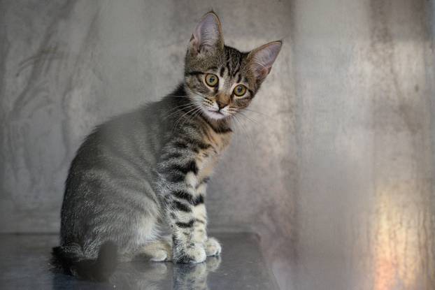 U skloništu Dumovec održan je prvi Dumovečki buvljak na kojem su građani mogli posjetiti sklonište te upoznati pse i mačke