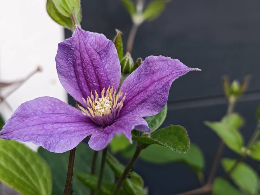 Isprobali smo Honor 400 Pro: Može baš sve kao duplo skuplji