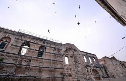 Istočni zid Dioklecijanove palače dobit će novo ruho, ali izgubit će zaštićenu vrstu ptica - čiope