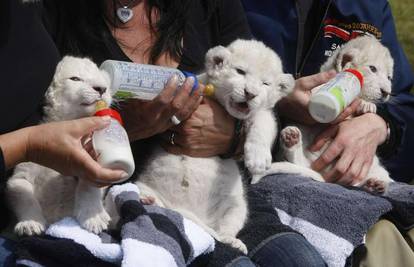 Djelatnici zoološkog vrta brinu se o tri bijela lavića