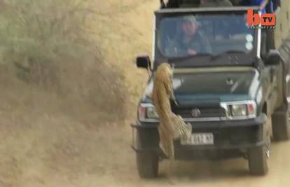 Video snimka: Leopard napao turističkog vodiča! Pogledajte