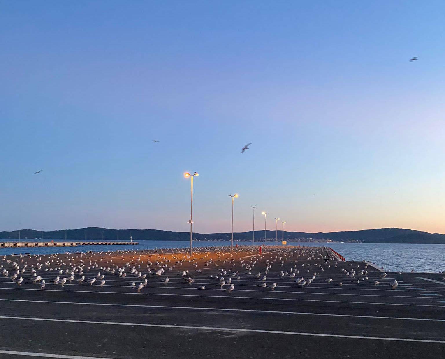 VIDEO Na stotine galebova okupilo se u luci Gaženica: 'Odmaraju i uopće ne reagiraju'