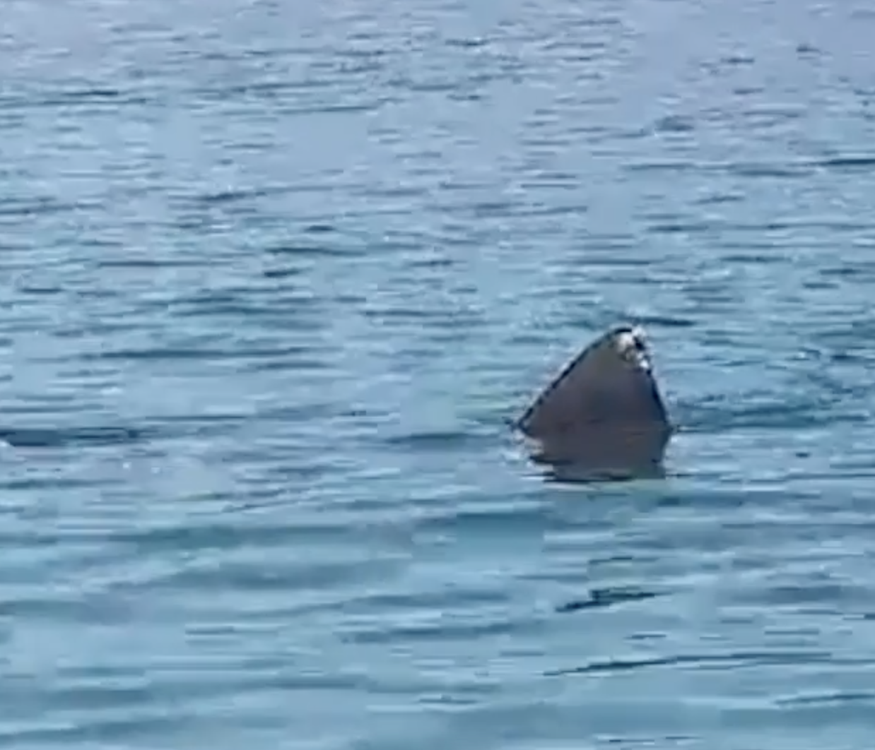 Ogroman morski pas kod Cresa: 'Satima je kružio uz obalu'