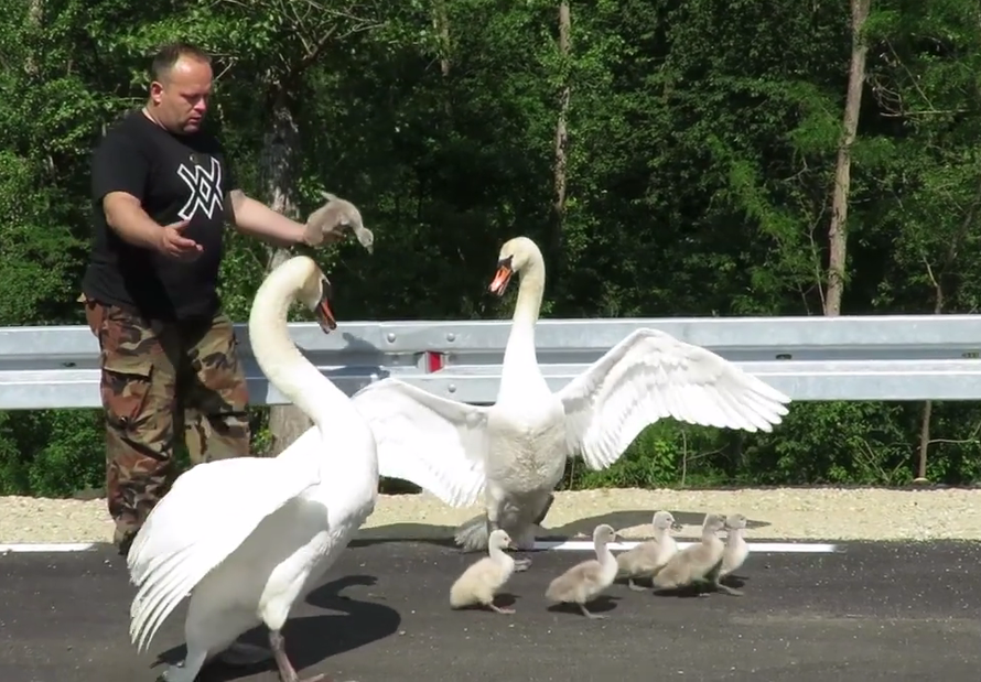 'Zapeli' su na kružnom toku: Robert spasio labuđu obitelj