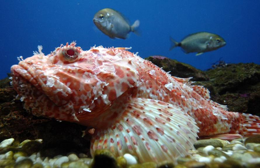 Vjeran Žganec Rogulja/PIXSELL