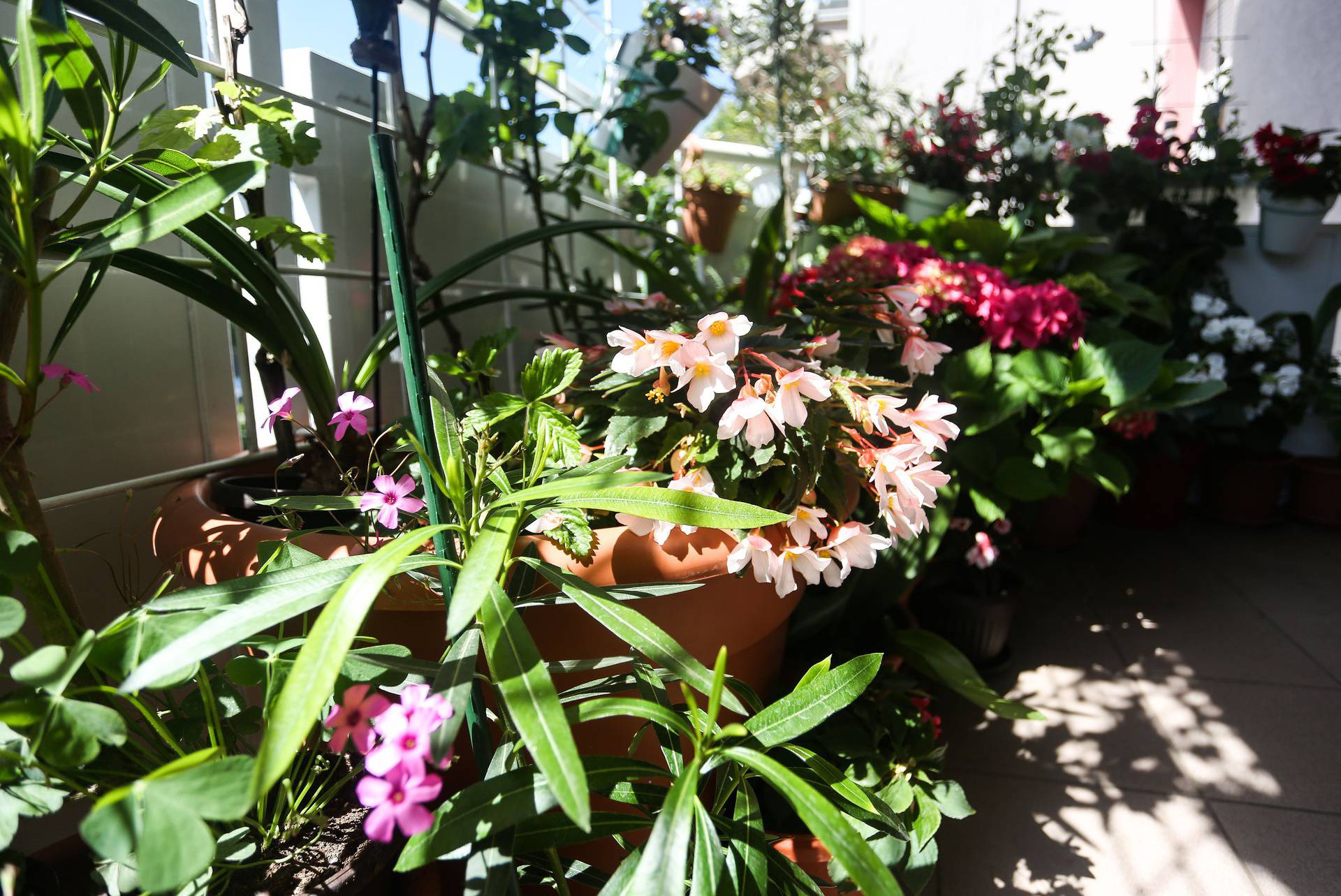 Svaka biljka na pravom mjestu: Bolivijske begonije vole sunce, a hoste sjenovite kutke balkona
