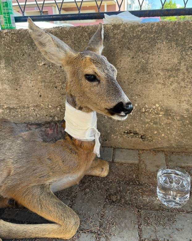 GALERIJA Psi izgrizli srnu u Zadru, veterinari su je zbrinuli: Možda će trebati na operaciju