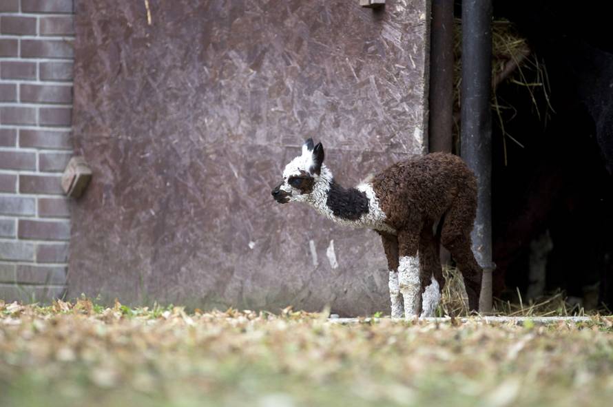 Na svijet došli isti dan: ZOO u Zagrebu bogatiji za 2 mladunca