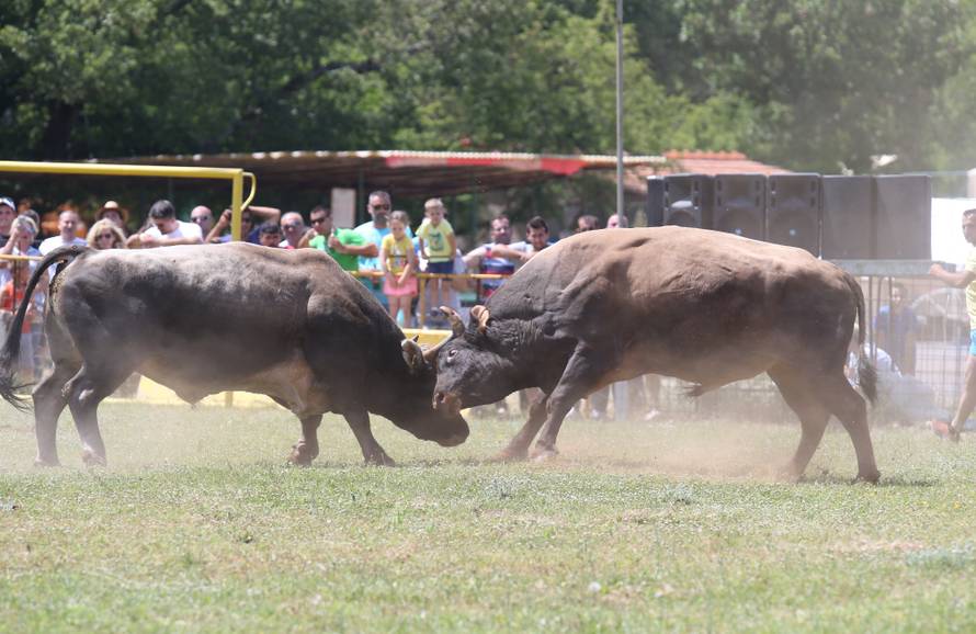 Pobjednik Medo pobjegao preko ograde, ljudi su bježali od njega