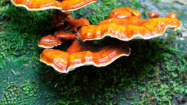 Najnovije spoznaje o ljekovitosti gljiva