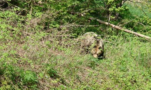 Park prirode U&ccaron;ka: Pogledajte &scaron;to je snimila skrivena kamera