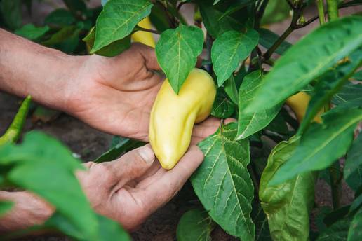 Uz ove top savjete &cacute;e vam paprika biti rodna cijelo ljeto