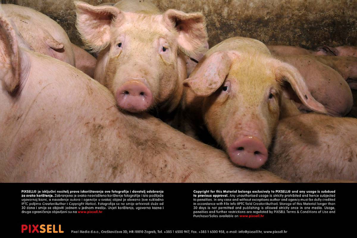 Nisu analizirali svinjsko meso: 10 se ljudi zarazilo trihinelom