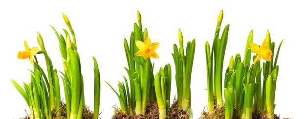 FOTO Više od dekoracije: Evo koje sve vrste cvijeća su jestive