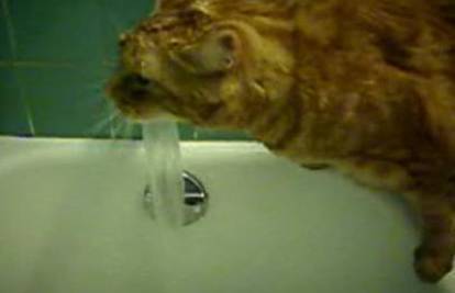 Mački je bilo vruće pa se napila hladne vode iz kade