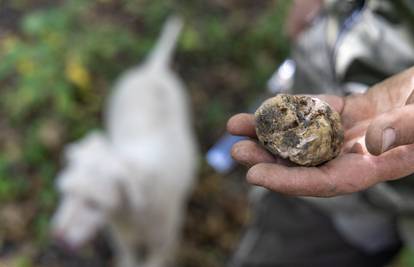 Bugari i drugi stranci godinama kradu tartufe po Istri: 'Nemaju dozvolu. Naoružani su i opasni'