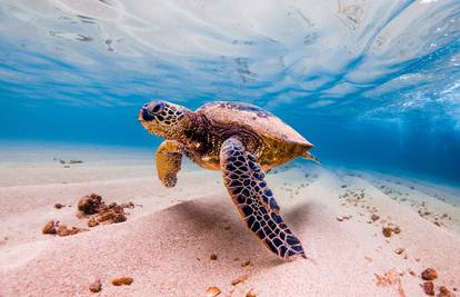 Morske kornjače su jako važne za naš ekosustav zato ih spasite