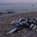 Ribarska inspekcija utvrdila: 'Za pomor ribe u Stobreču kriva je havarija na ribarskom brodu...'