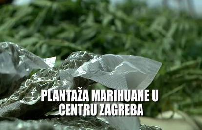 Vodili sofisticiranu plantažu marihuane u centru Zagreba