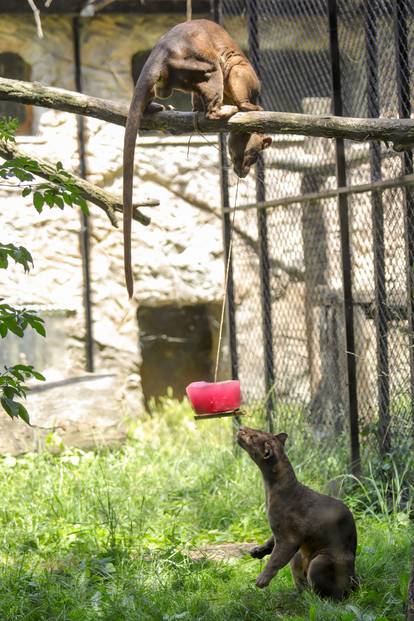 Stanovnicima osječkog Zoološkog vrta stigla su ledena osvježenja