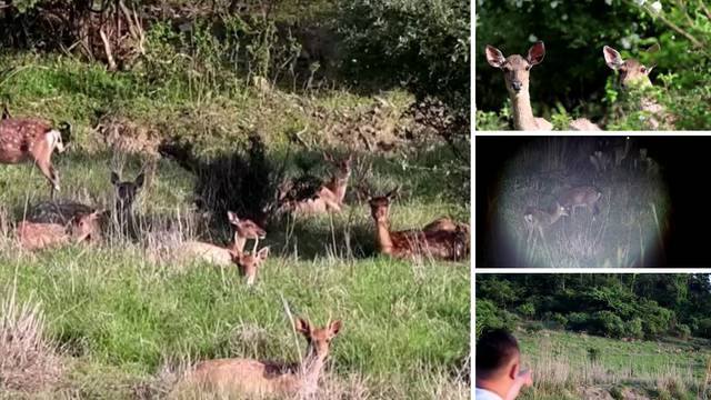 VIDEO Invazija jelena na otok u Južnoj Koreji: 'Ima ih 7 puta više nego ljudi, pomozite nam!'