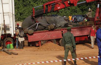 Slonovi uništili usjeve:  Spasili ih od osvete bijesnih farmera