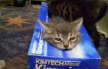 Mačke našle novu igračku: baš vole kartonsku kutiju
