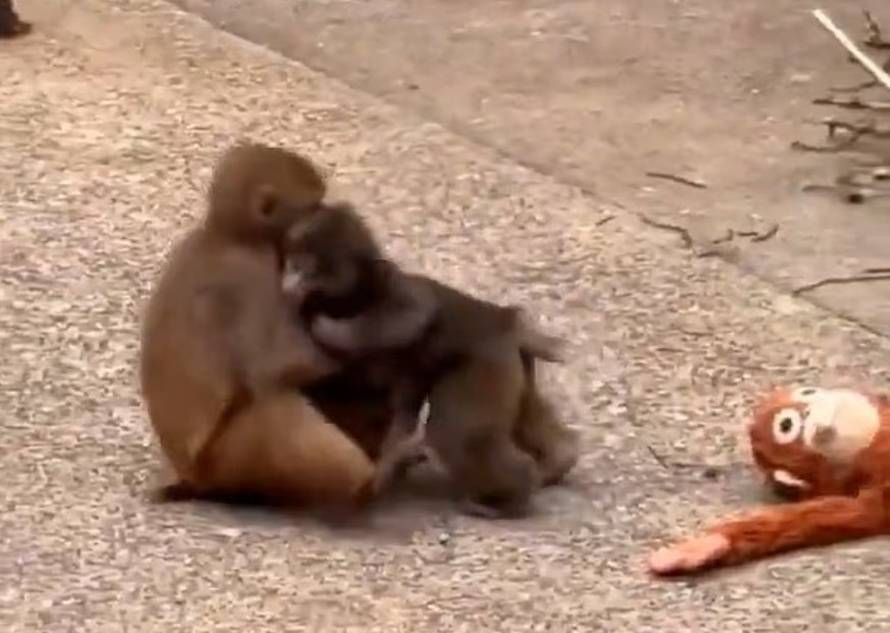 VIDEO Majmun Punch potukao se s većim od sebe - zbog cure!