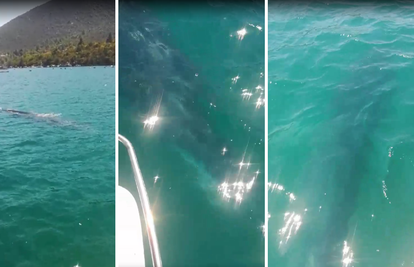 Plovili zaljevom i ugledali kita: Normalno da te bude malo strah