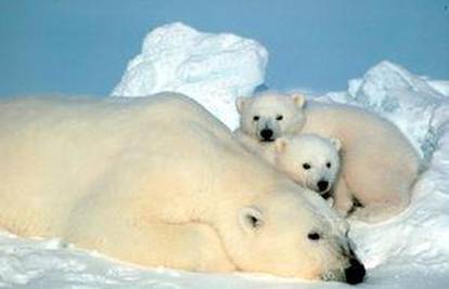 Polarni medvjed ugrožen, ali mu ne prijeti izumiranje
