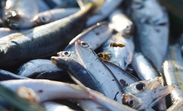 Tribunj: Ribari zadovoljni noÄaÅ¡njim ulovom plave ribe