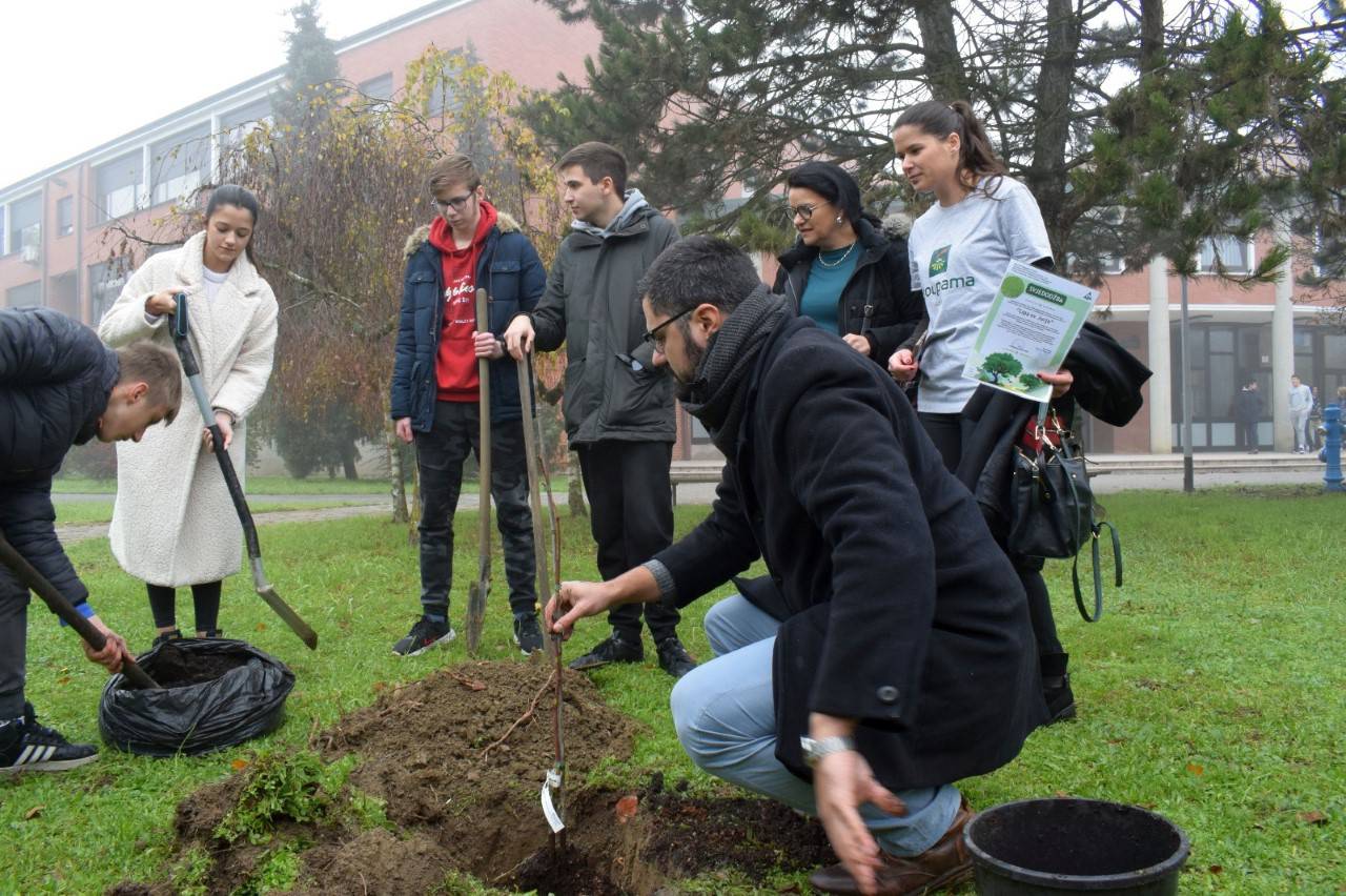 U Sesvetama zasađene i podijeljene klonirane sadnice starih sesvetskih lipa