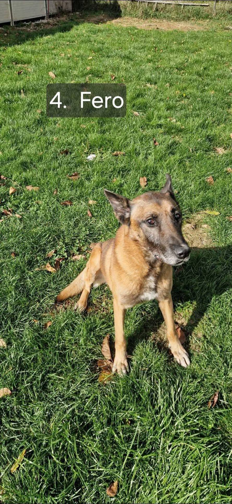 FOTO Sretan kraj priče o psima koji su razminiravali Hrvatsku: Svi su dobili svoje nove obitelji