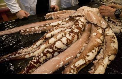 Uživo secirali Krakena: Zvijer od 350 kg nosila je i jajašca