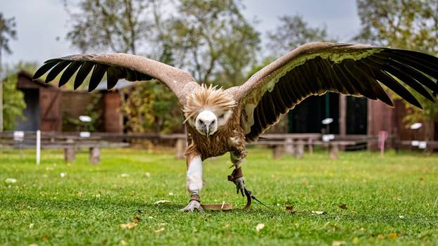 The,Majestic,Griffon,Vulture,(gyps,Fulvus)