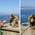 FOTO Majmuni su nam skakali po glavama na Gibraltaru i jeli iz ruke. Mame su pokazale zube