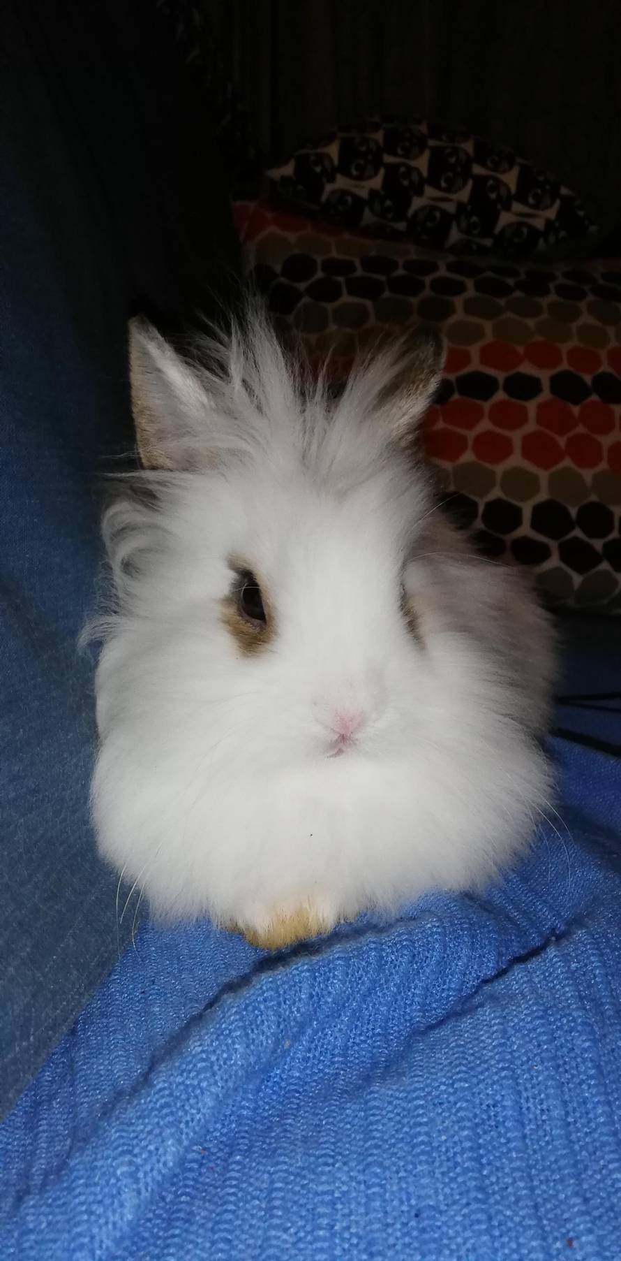 Želite kunića za ljubimca? Oni će vam pomoći da ga imate