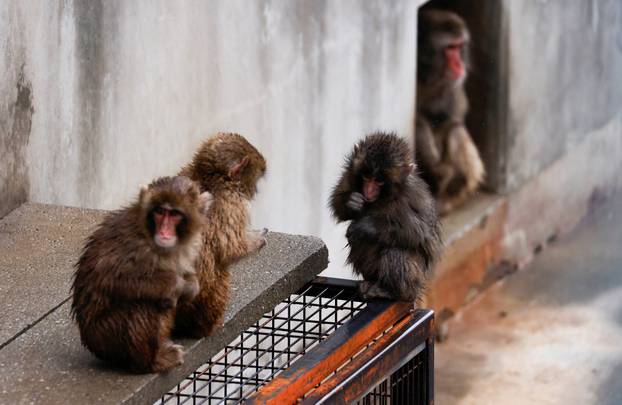Punch, a Japanese macaque known for clinging to a stuffed orangutan, interacts with other monkeys at Ichikawa City Zoo in Ichikawa