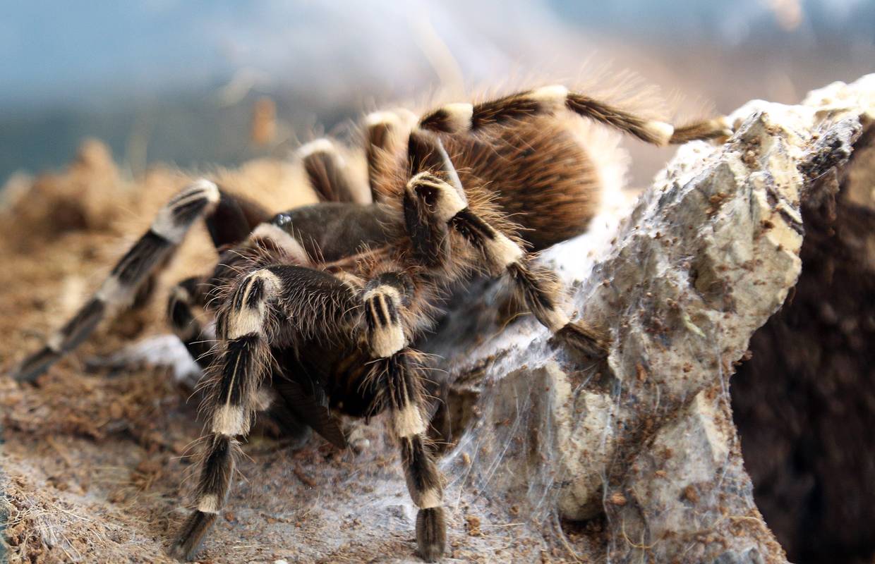 Fascinantne fobije: Veliki medo ne izaziva toliki strah kao pauk