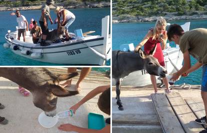 Spasili magaricu koju je netko ostavio na otoku kod Šibenika